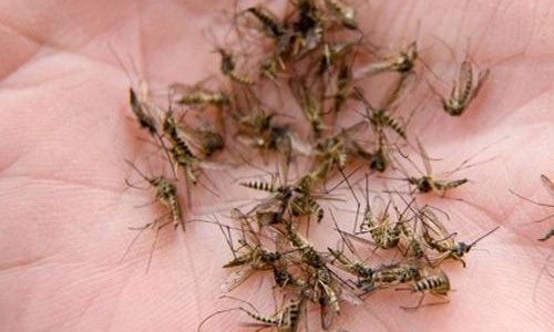 夏季進行蚊蠅消殺的幾個措施